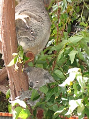 CairnsTC403 Kuranda Koala Gardens